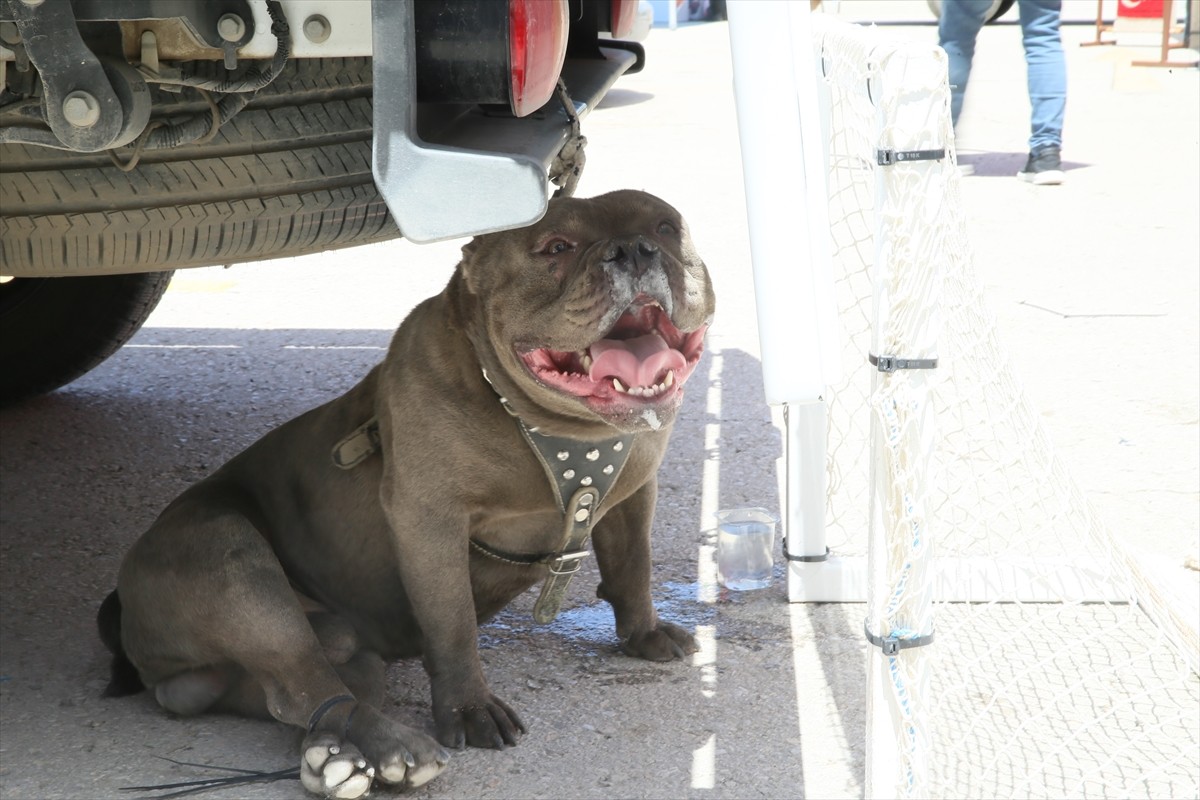 Malatya'nın Yeşilyurt ilçesinde pitbull cinsi köpeğin saldırısına uğrayan kadın yaralandı. Pitbull...