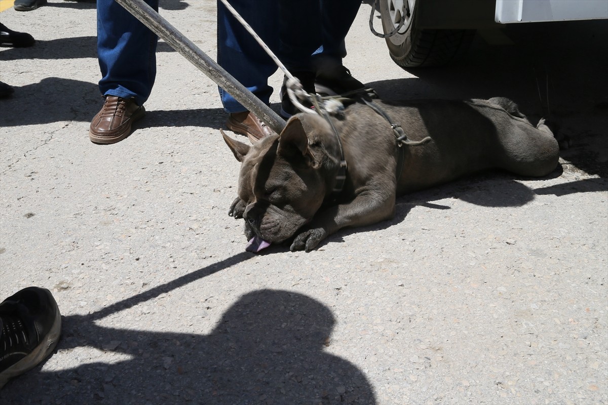 Malatya'nın Yeşilyurt ilçesinde pitbull cinsi köpeğin saldırısına uğrayan kadın yaralandı. Pitbull...