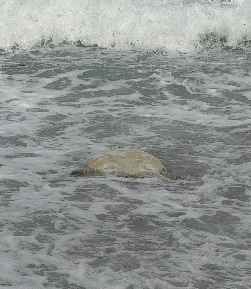 Muğla'nın Datça ilçesi sahilinde, ölü caretta caretta bulundu.