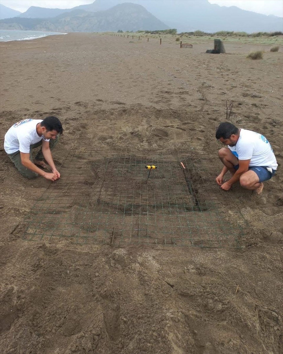 Muğla'nın Ortaca İlçesindeki İztuzu sahiline gelen caretta carettalar yumurta bırakmaya...