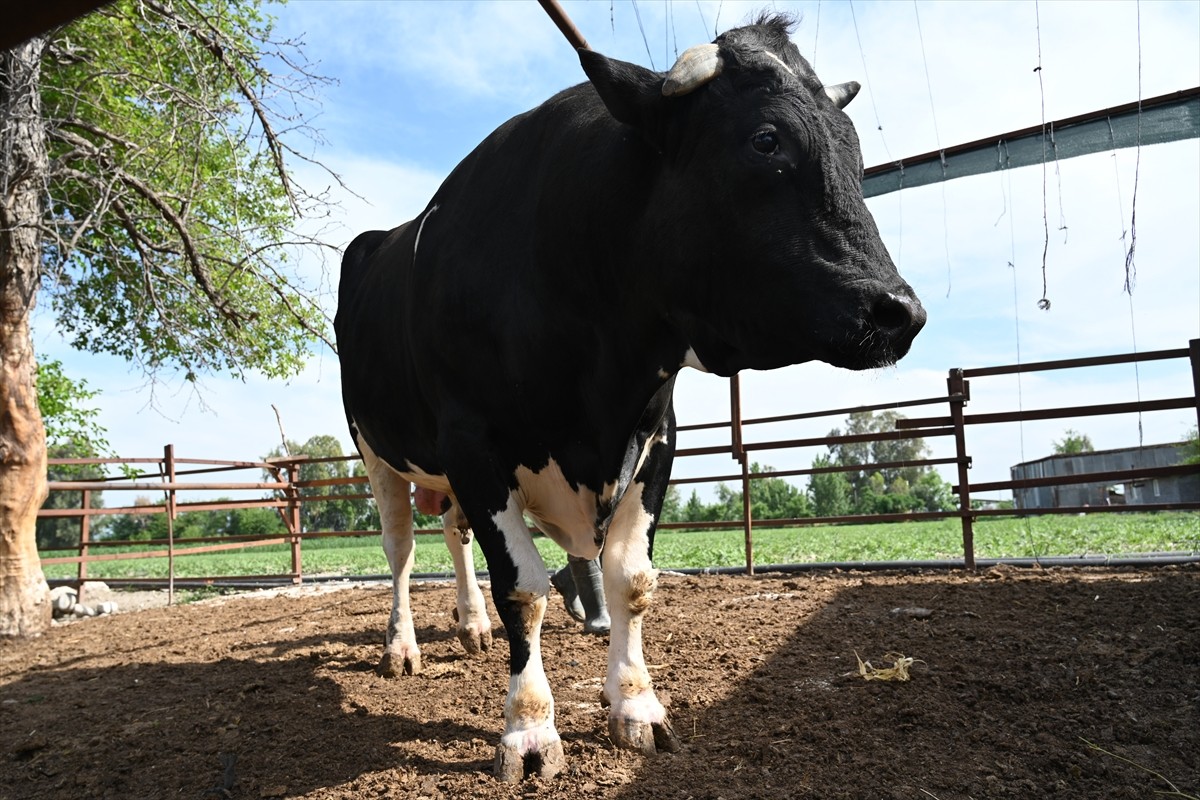 Osmaniye'nin Kadirli ilçesinde 1231 kilogramlık boğa, Kurban Bayramı öncesi 360 bin liradan satışa...