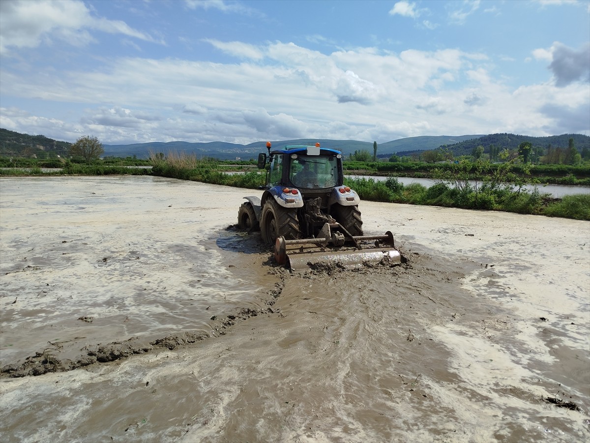 Pirinç üretiminin önemli merkezleri arasında yer alan Sinop’un Boyabat ilçesinde çeltik ekimine...
