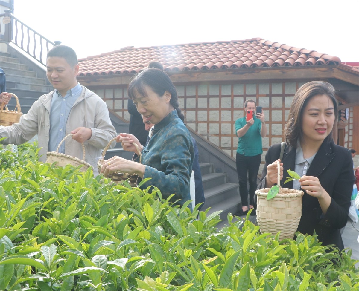 Rize'de Çay Çarşısı, Uluslararası Çay Günü kapsamında düzenlenen etkinliğe ev sahipliği...