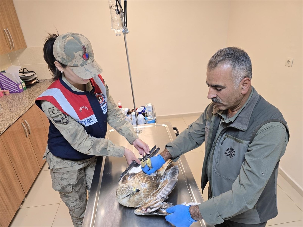 Şanlıurfa'nın Viranşehir ilçesinde yaralı bulunan kartal, tedavi altına alındı.