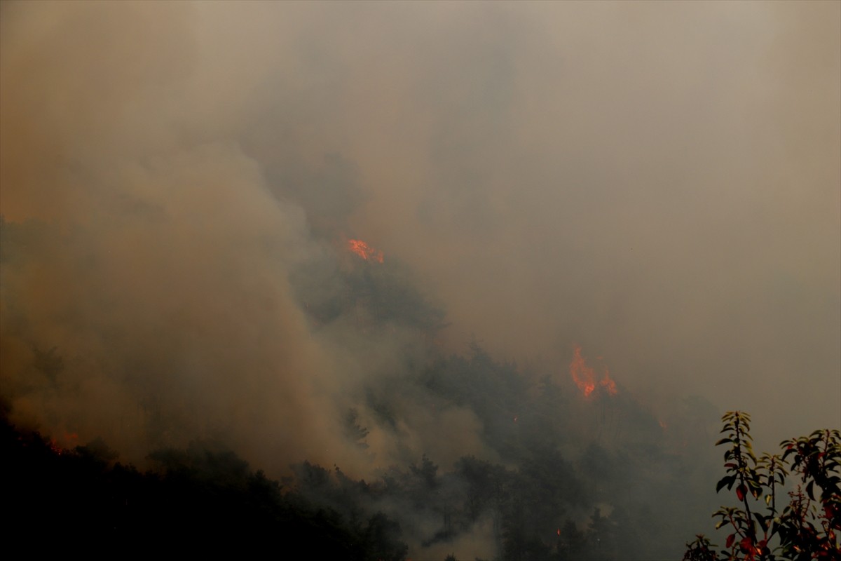 Suriye'nin Lazkiye iline bağlı Bayırbucak bölgesinde 5 Mayıs'ta başlayan orman yangını, söndürme...