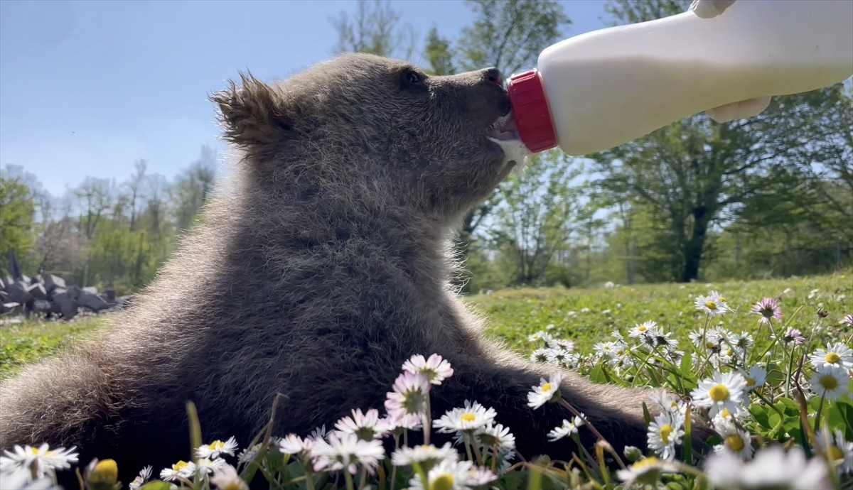 Tarım ve Orman Bakanlığı Doğa Koruma ve Milli Parklar Sinop 10. Bölge Müdürlüğü veteriner...