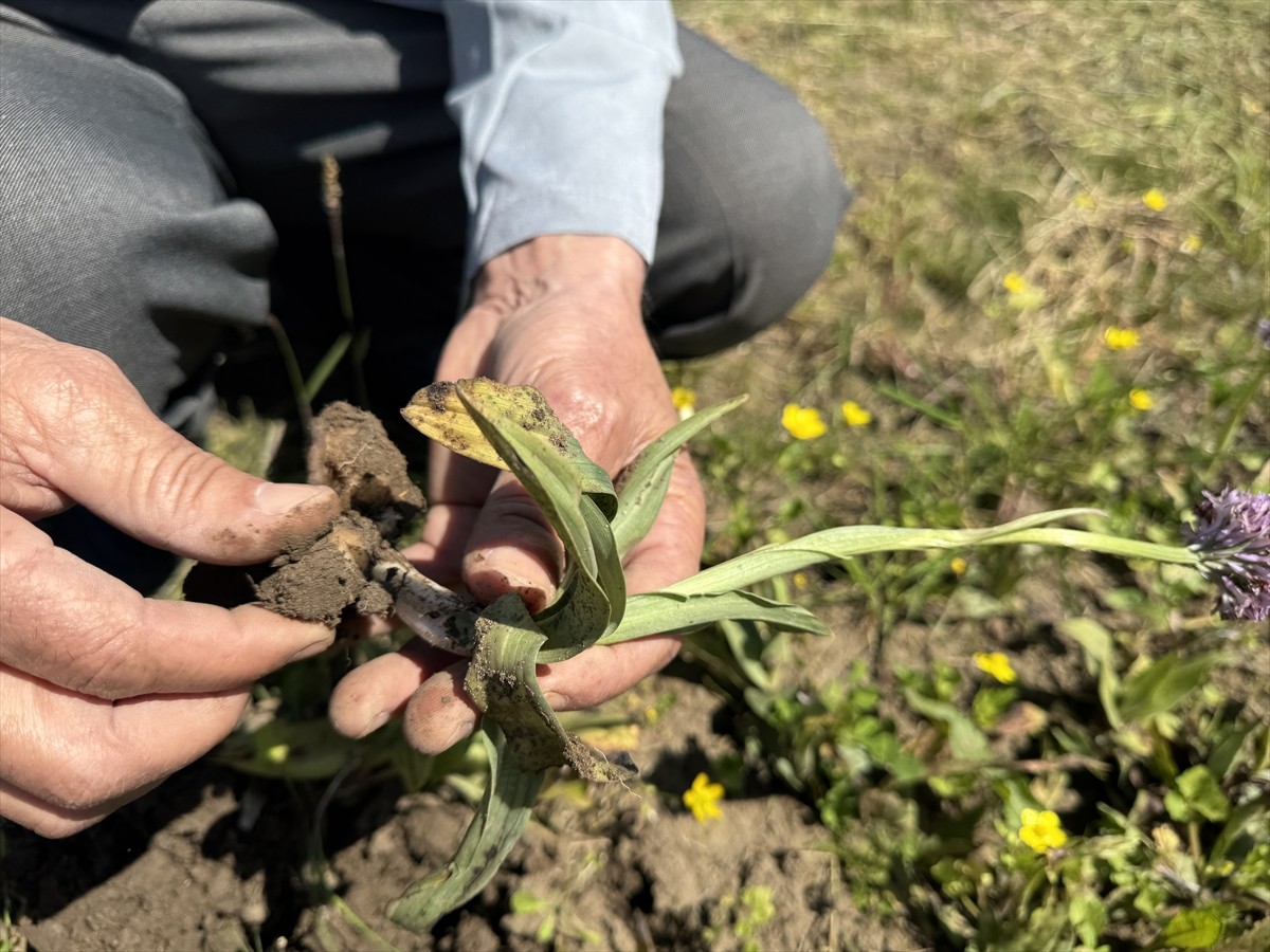 Tarım ve Orman Bakanlığına bağlı Tarımsal Araştırmalar ve Politikalar Genel Müdürlüğü (TAGEM) ile...