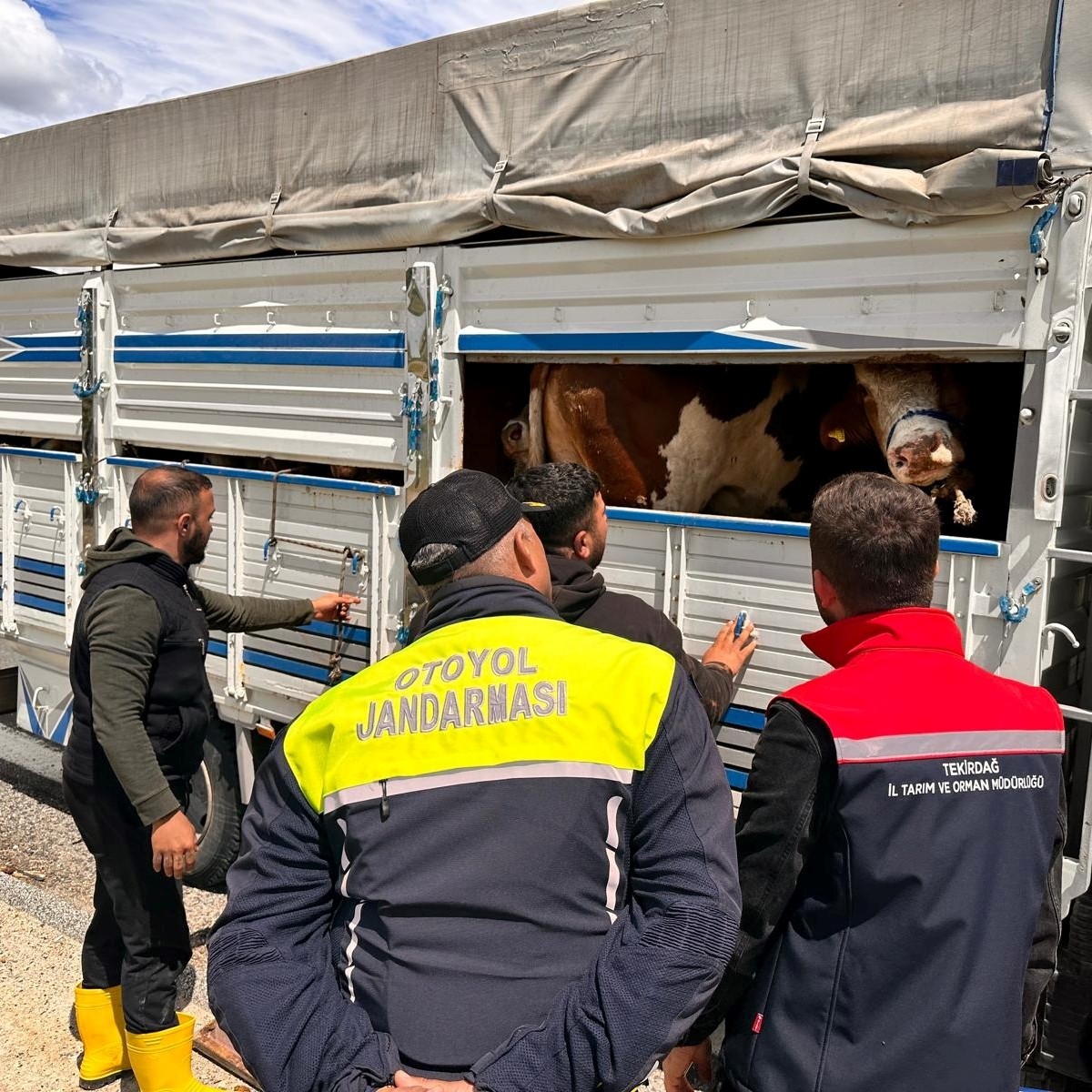 Tekirdağ'a kaçak yollarla büyükbaş hayvan getirdiği belirlenen besiciye 105 bin lira ceza...