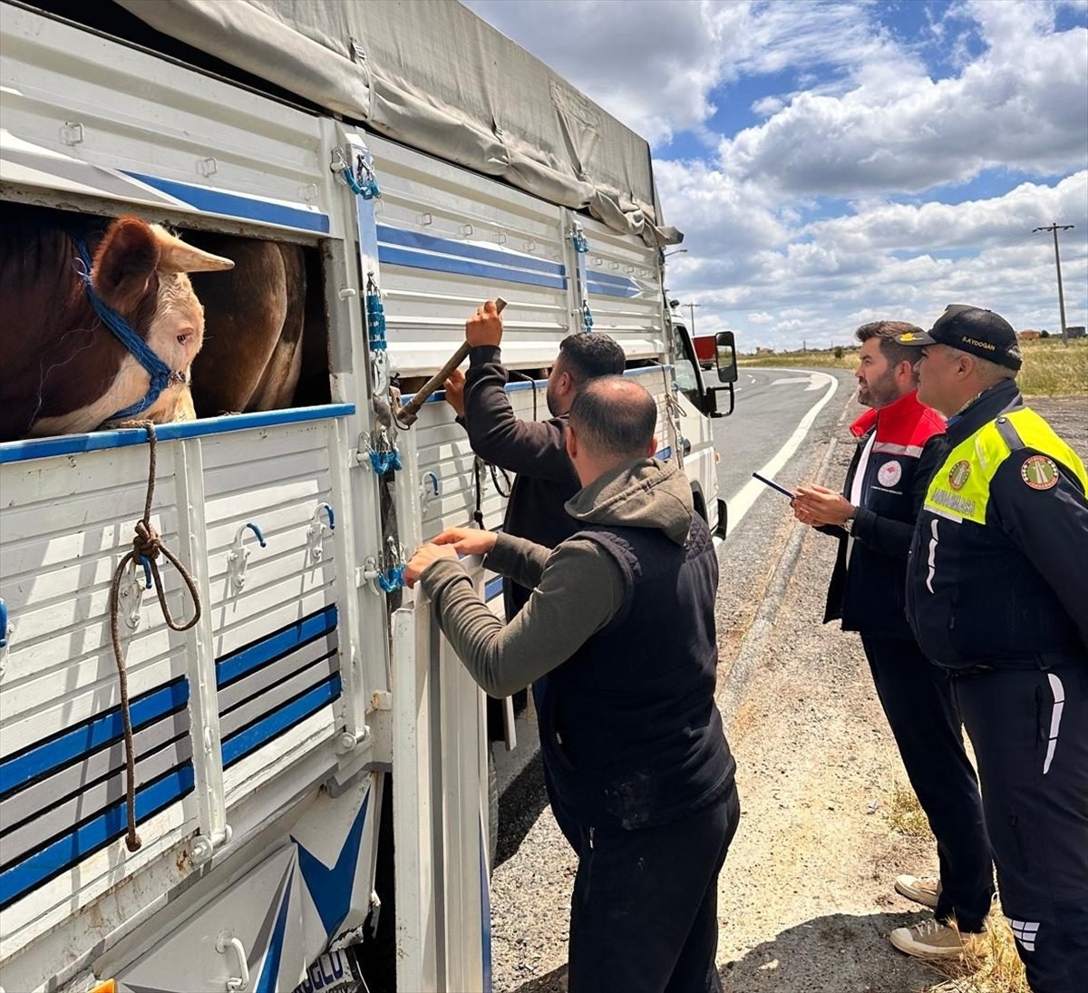 Tekirdağ'a kaçak yollarla büyükbaş hayvan getirdiği belirlenen besiciye 105 bin lira ceza...