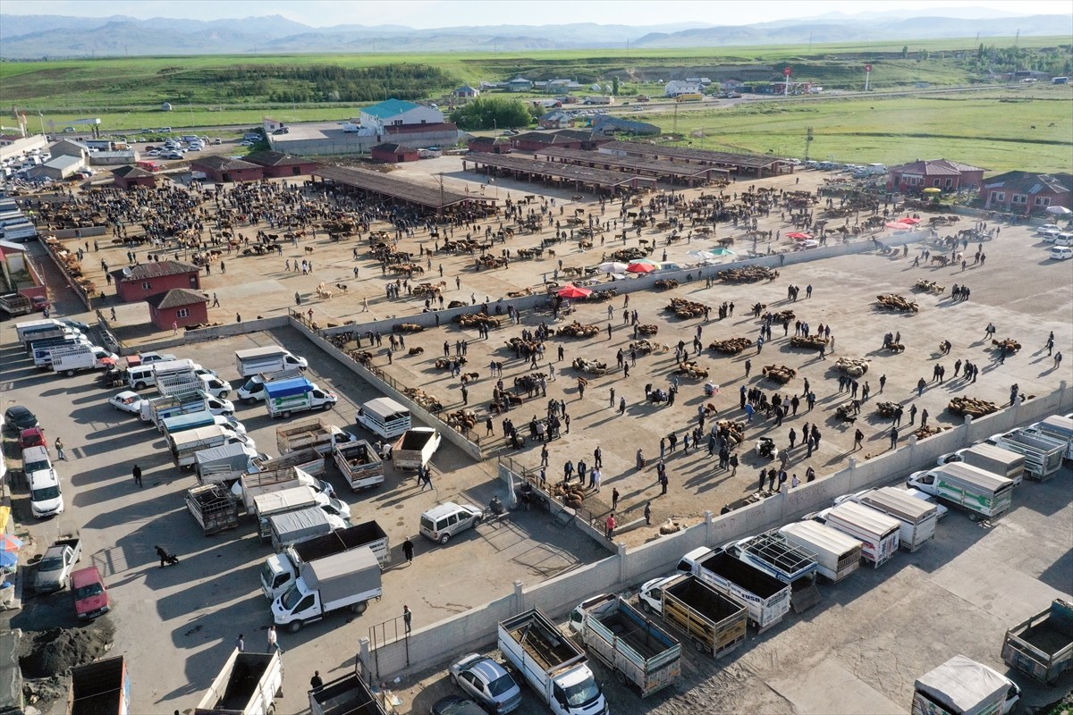 Türkiye'nin önemli hayvancılık merkezlerinden Ağrı'daki hayvan borsasında kurbanlık hareketliliği...