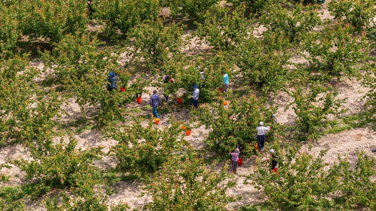 Türkiye'nin önemli kayısı üretim merkezlerinden Mersin'in Mut ilçesinde, hasat mesaisi...