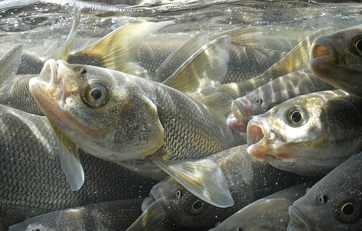 Van Gölü'nde yaşayan inci kefalinin üreme dönemlerinde suyun tersine yüzerek tatlı sulara yaptığı...