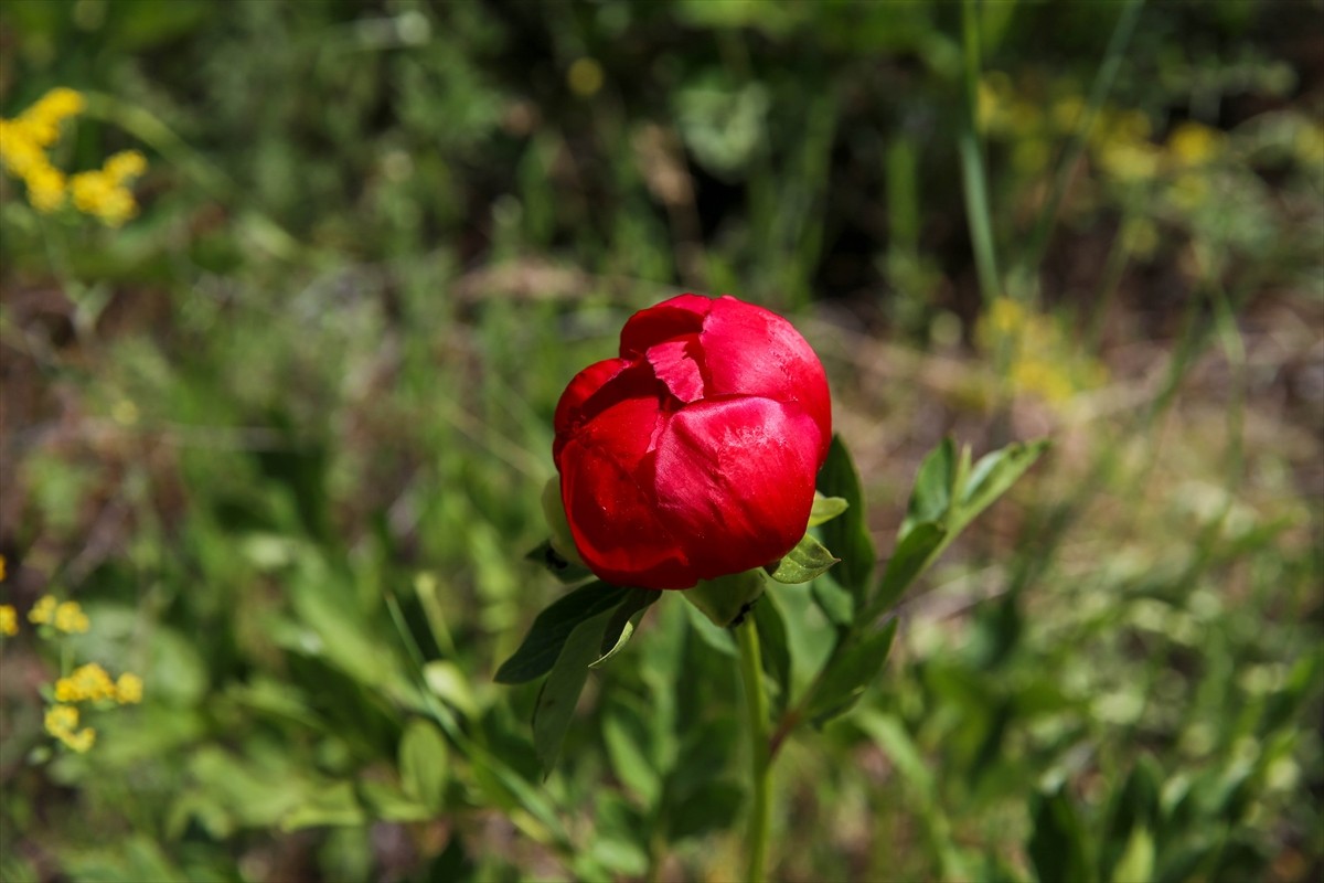  Yılda 15 gün açan Uşak'a özgü şakayık türü İtecik lalesi çiçek açtı.