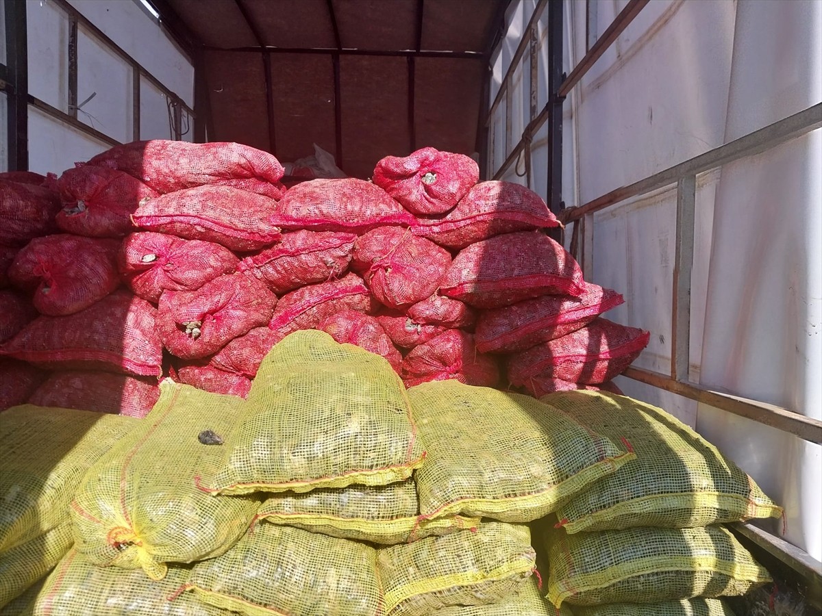 Anadolu Otoyolu'nun Sakarya kesiminde durdurulan kamyonette kaçak avlanan 5,4 ton midye ele...