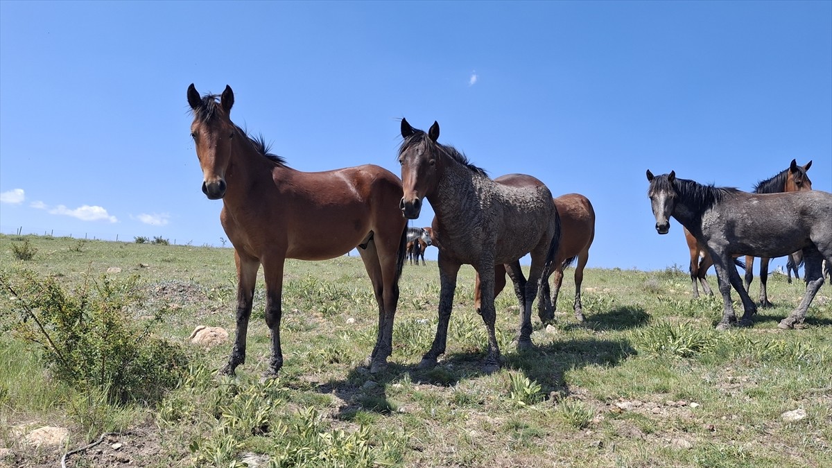 Ankara'nın Beypazarı ilçesinde yılkı atları doğal yaşam alanlarında görüntülendi.