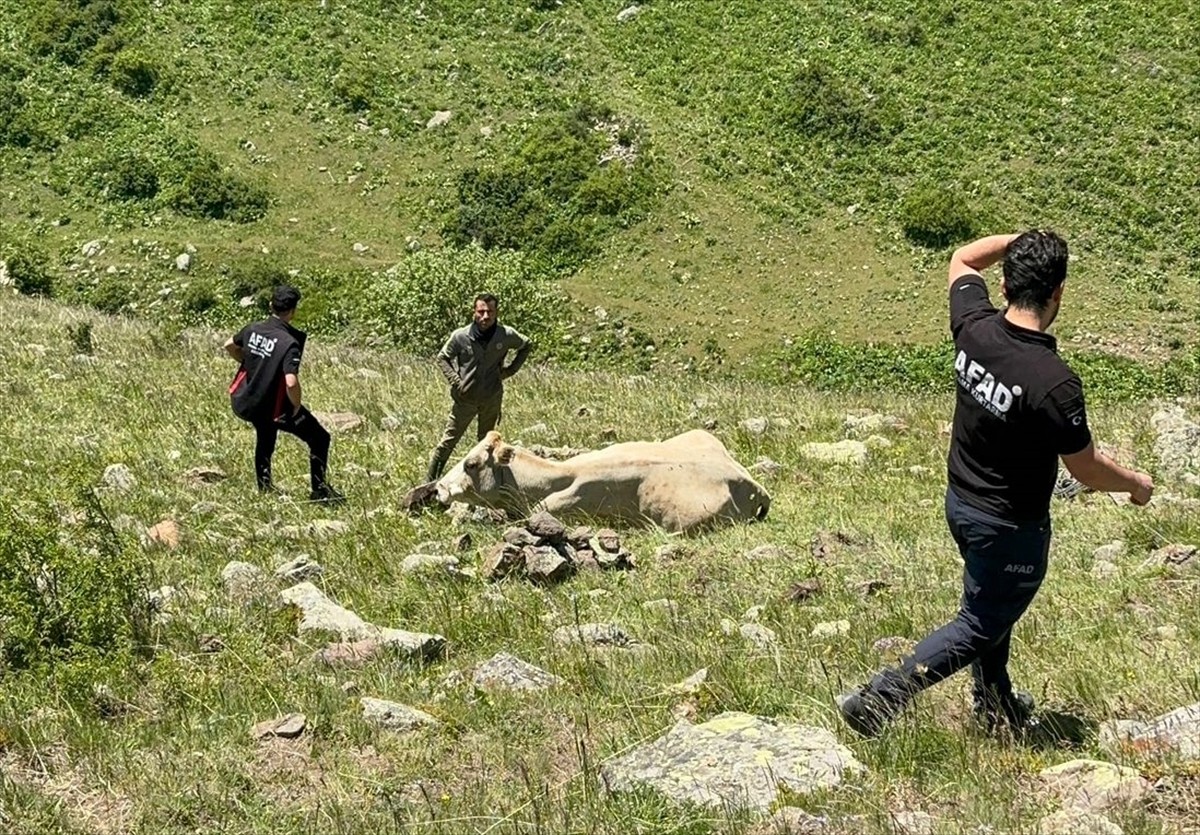 Ardahan'da kayalıklardan düşen büyükbaş hayvan, Afet ve Acil Durum Müdürlüğü (AFAD) ekiplerince...
