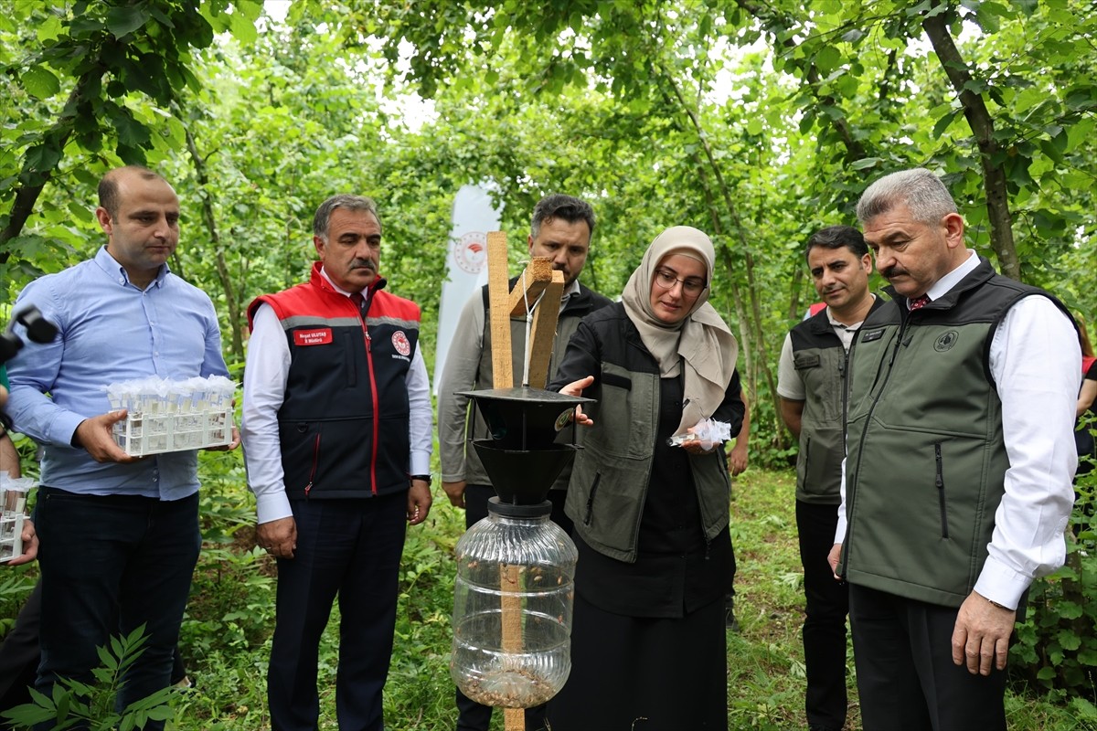  Artvin'in Borçka ilçesinde kahverengi kokarcayla biyolojik mücadele amacıyla üretilen samuray...