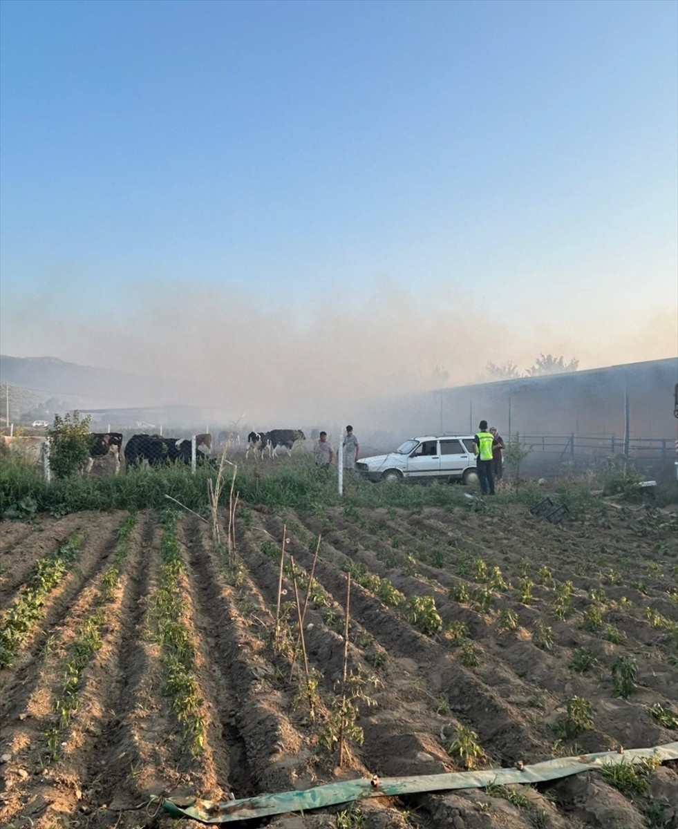 Aydın'ın Koçarlı ilçesinde çiftlikte çıkan yangında 4 hayvan telef oldu, 150 ton saman...