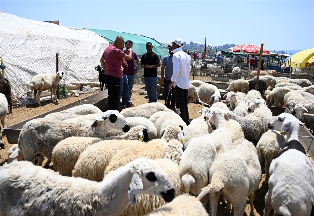 Başkentte Kurban Bayramı'nın ikinci gününde kesimhane ve kurban pazarlarında yoğunluk devam...