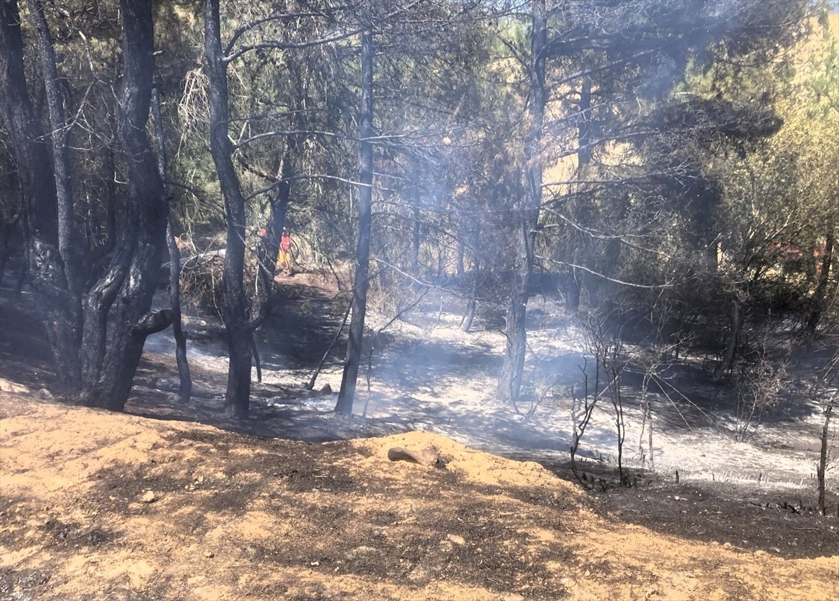 Bilecik'te ormanlık alan ile buğday ekili tarlada çıkan yangın kontrol altına alındı. Bölgede...