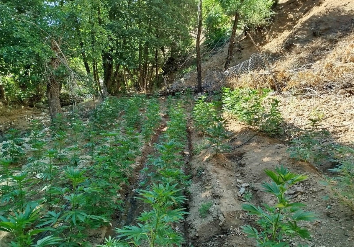 Bingöl’ün Genç ilçesinde düzenlenen operasyonda, 9 bin 300 kök skunk ve 7 bin 945 kök Hint...