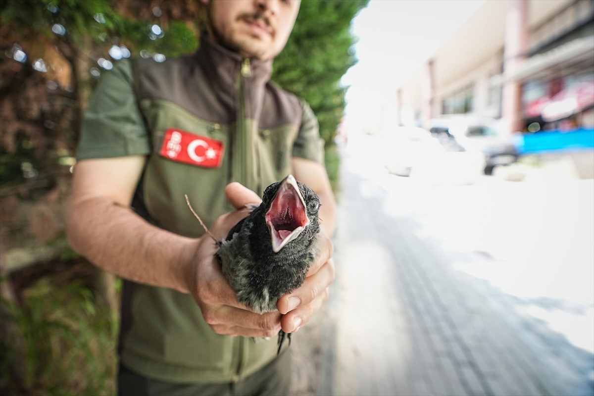 Bursa'da, alçaktan uçarak sesler çıkaran kargaların bulunduğu bölgede fark edilen yaralı karga...