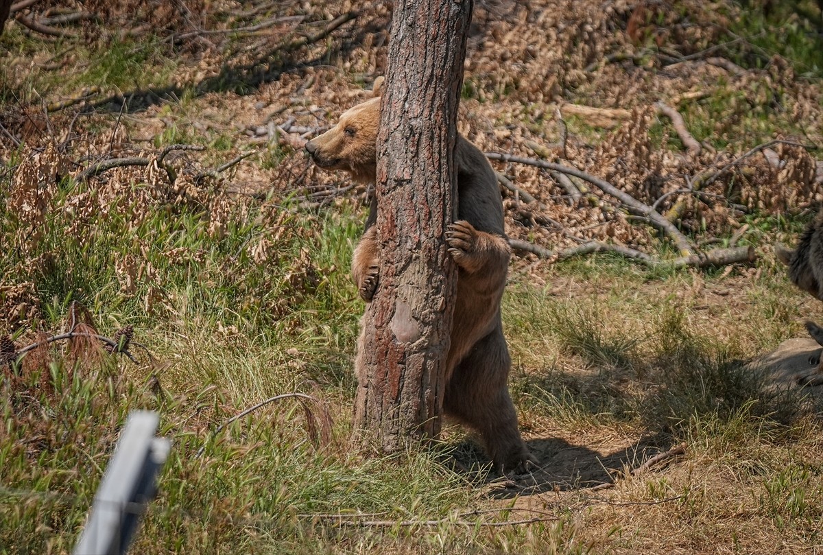 Bursa'nın Karacabey ilçesindeki ayı barınağının sakinleri, sıcak geçen yaz günlerinde yüksek...