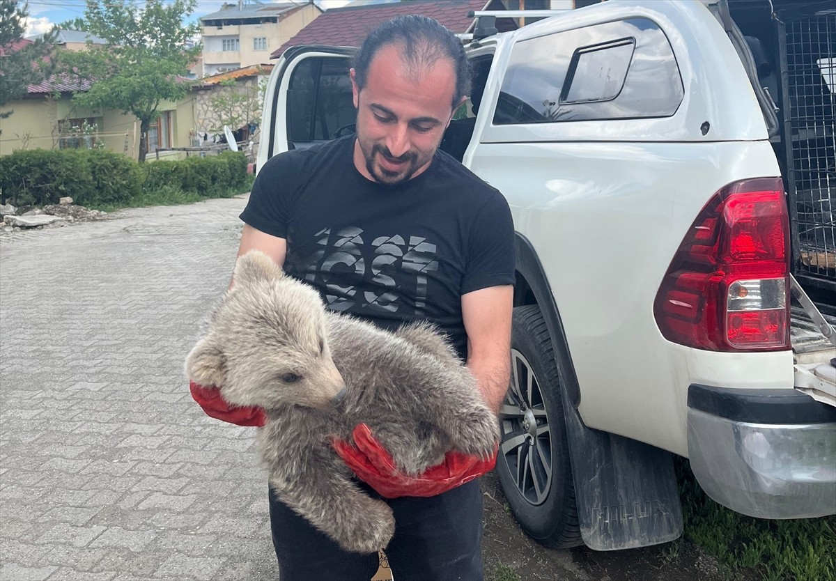 Erzurum'un Şenkaya ilçesinde bitkin halde bulunan ayı yavrusu koruma altına alındı.