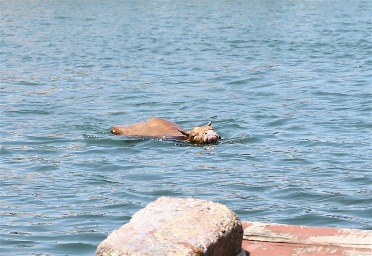 Giresun sahibinin elinden kaçan kurbanlık, kovalamaca sonucu yakalandı. Kamyonetin kasasından...