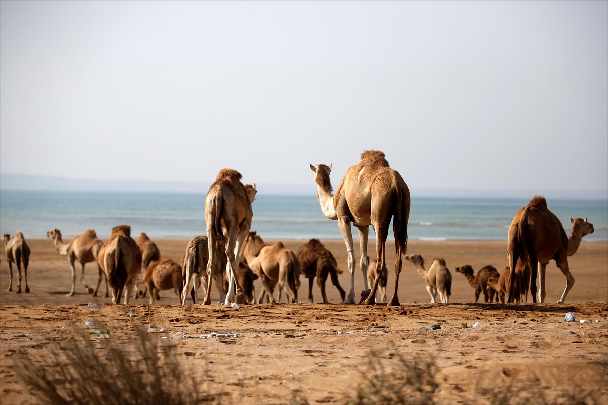 İran'ın güneyinde Hürmüz Boğazı yakınlarında yer alan Keşm Adası'ndaki çobanlar, hem temizlik hem...