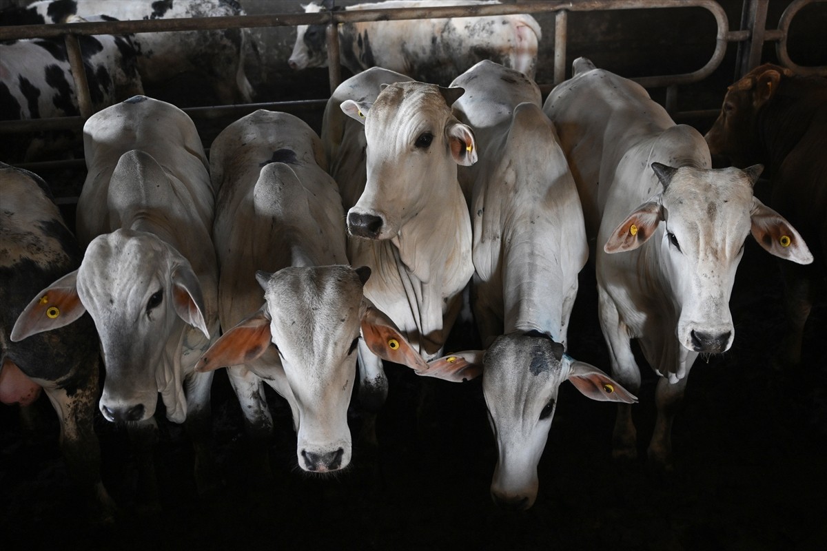 İsrail’in uzun süredir baskı, şiddet ve katliamlarından dolayı ülkelerini terk eden yaklaşık 50...