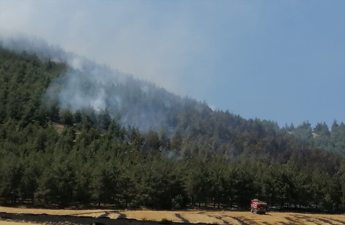 Kahramanmaraş'ın Dulkadiroğlu ilçesi Söğütlü Mahallesi'ndeki ormanlık alanda henüz belirlenemeyen...