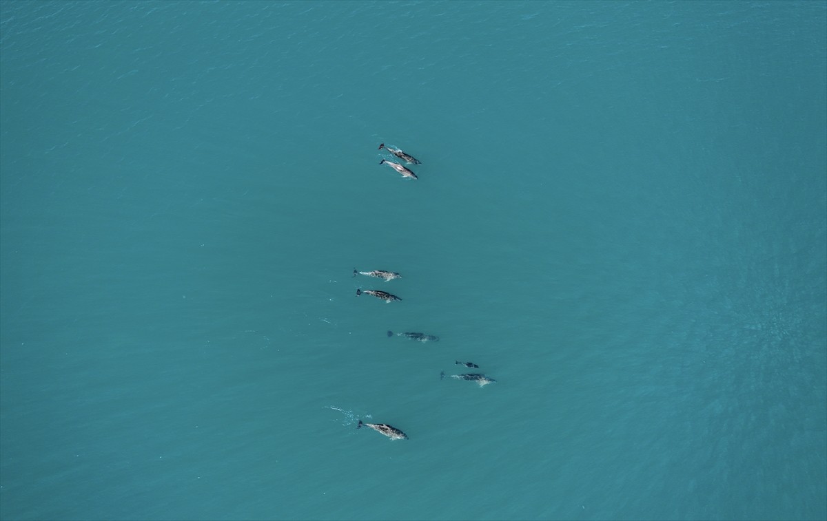 Karadeniz'de su yüzeyine çıkan yunuslar renkli görüntü oluşturdu. Samsun'un Yakakent ilçesi...