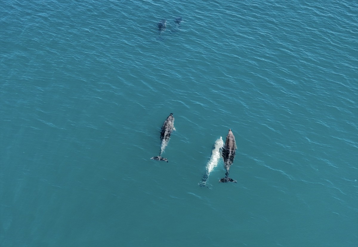 Karadeniz'de su yüzeyine çıkan yunuslar renkli görüntü oluşturdu. Samsun'un Yakakent ilçesi...