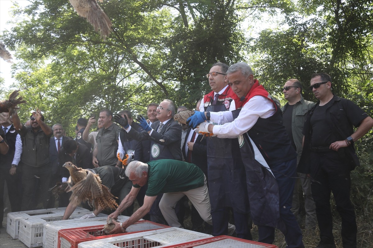 Karadeniz Bölgesi'nde başta fındık olmak üzere 300 bitkiye zarar veren kahverengi kokarca ile...