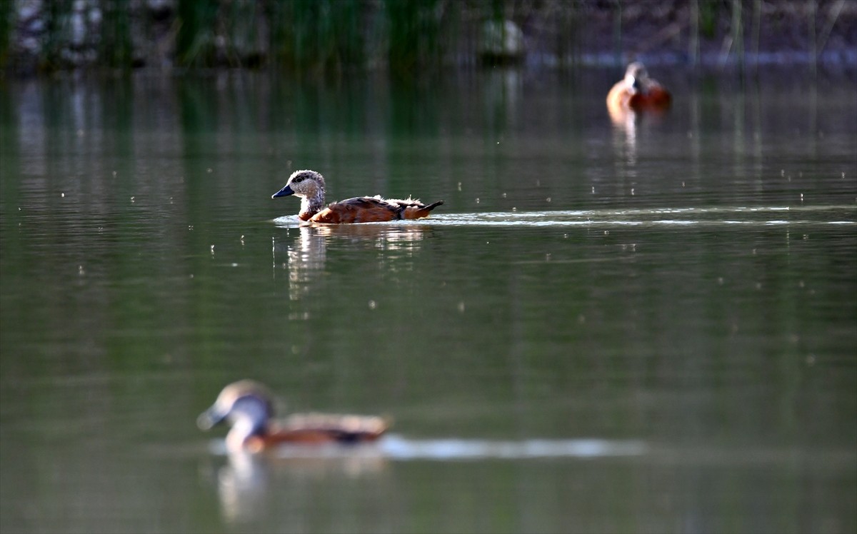 Kars'ın Sarıkamış ilçesinde yumurtadan çıkan angut yavruları, sulak alanda beslenirken...
