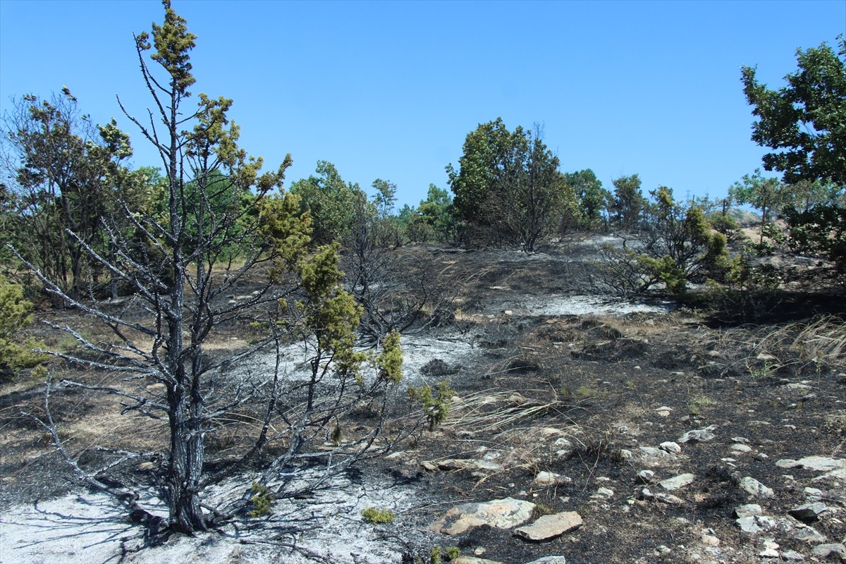Kırklareli'nin Beypınar köyü yakınlarında ceviz bahçesinde çıkan ve ağaçlık alana sıçrayan yangın...
