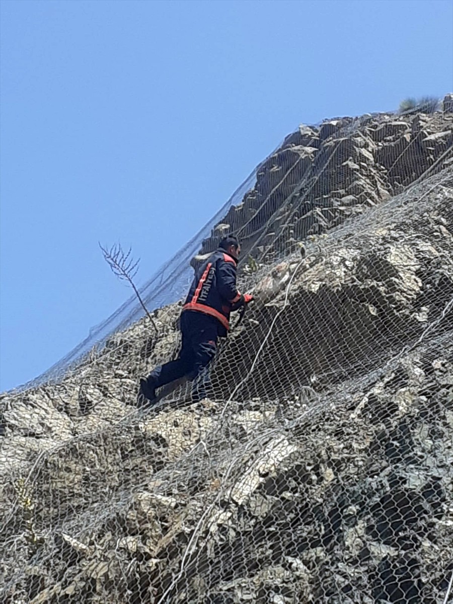 Malatya'da koruma tellerine takılan 2 yaban keçisi kurtarılarak doğaya salındı.