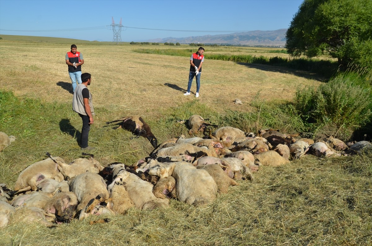 Muş'ta gece saatlerinde dere yatağından geçmeye çalışırken birbirini ezen yaklaşık 150 koyun telef...