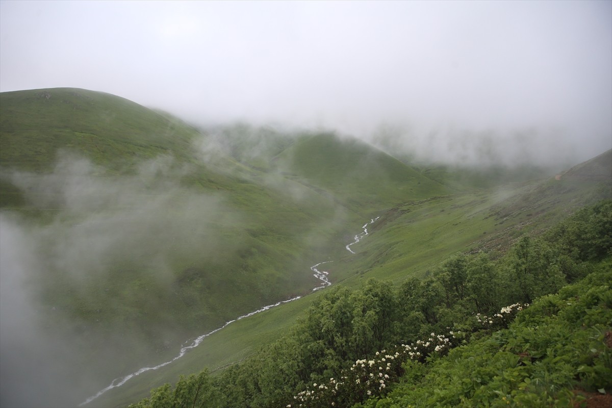Rize'nin İkizdere ilçesinde kaymakamlık ve belediye işbirliğiyle "20. İkizdere Dağ Horozu Şenliği"...