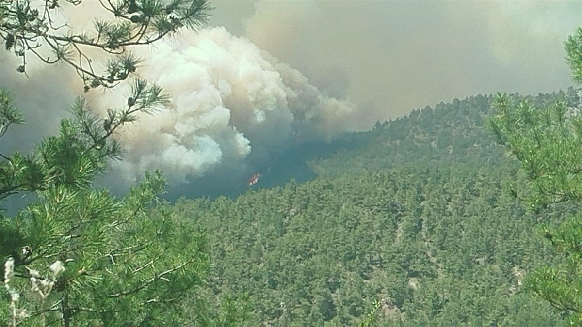 Sakarya'nın Taraklı ilçesindeki ormanlık alanda çıkan yangın, Bilecik tarafına sıçradı. Orman...