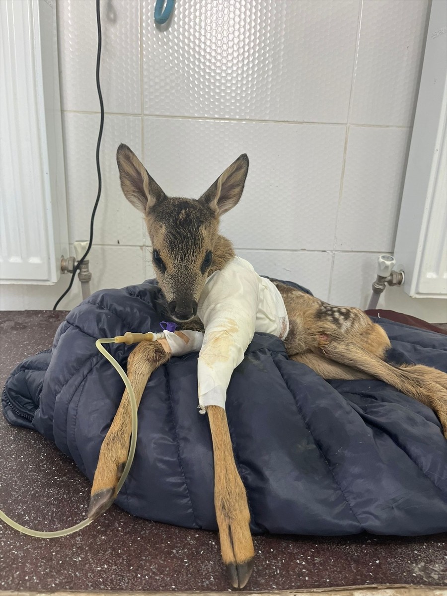 Samsun-İstanbul kara yolunda aracın çarpması sonucu yaralanan karaca yavrusu, Çankırı Doğa Koruma...