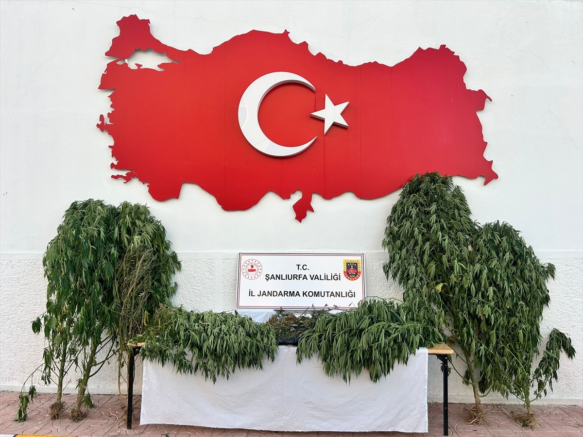 Şanlıurfa'da düzenlenen uyuşturucu operasyonunda 6 şüpheli gözaltına alındı. Operasyonda, 2...