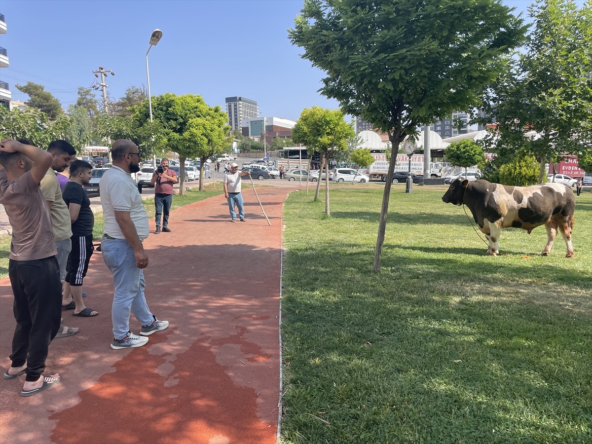 Şanlıurfa'nın Haliliye ilçesinde kesime götürülürken kaçan kurbanlık boğa parkta...
