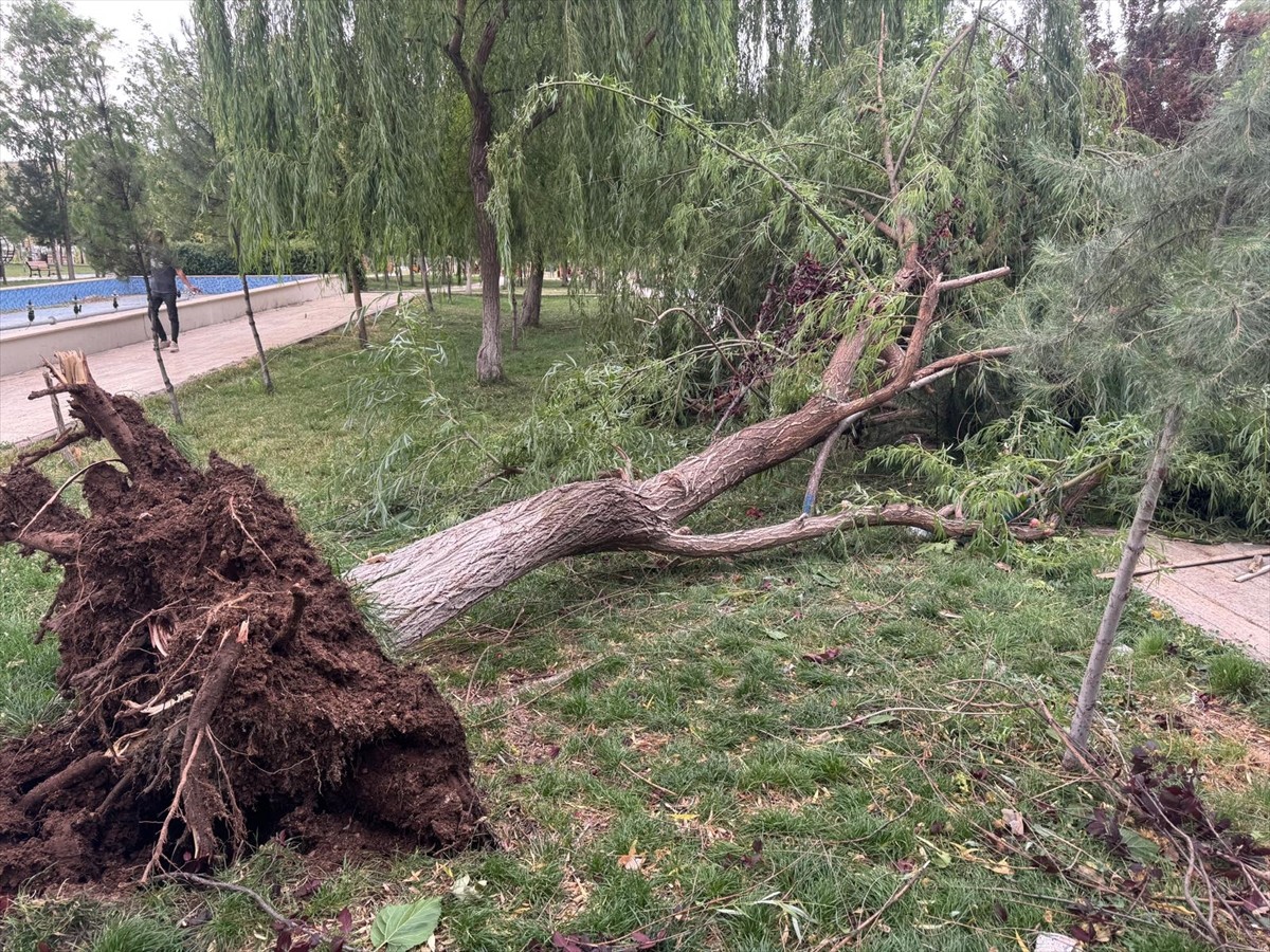 Siirt merkez ve Kurtalan ilçesinde kuvvetli rüzgar nedeniyle bazı ağaçlar devrildi.
