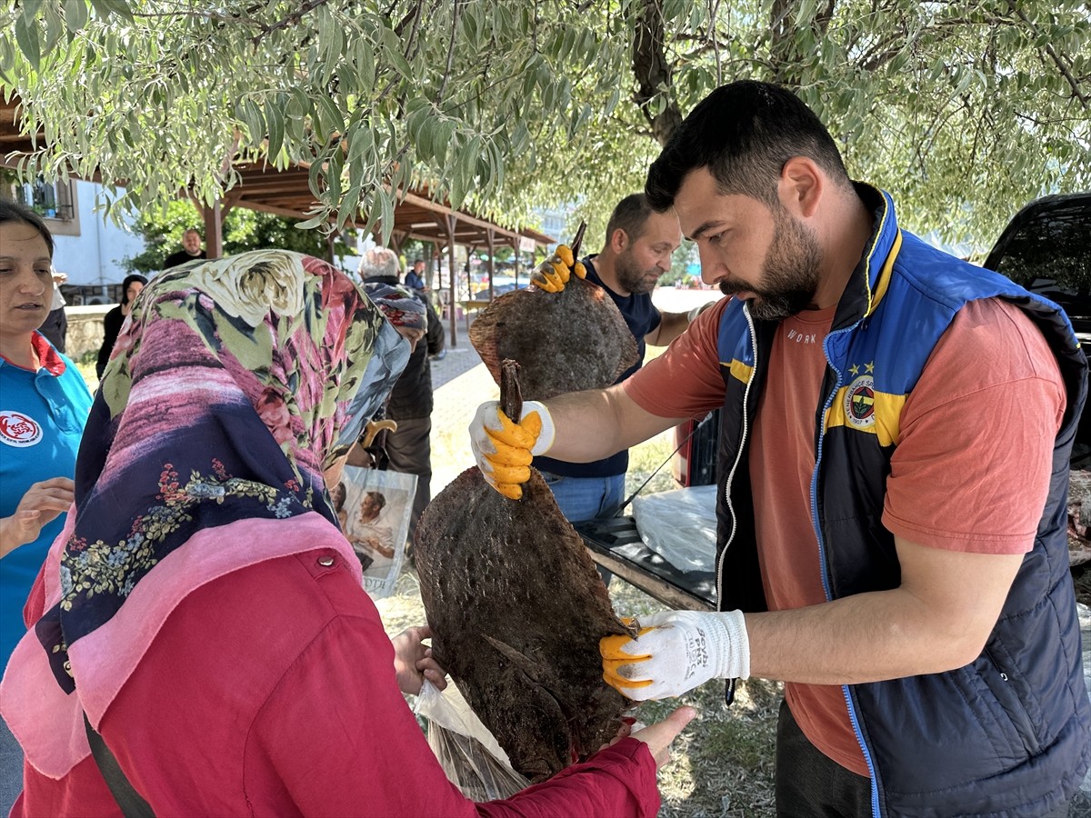 Sinop'ta kaçak avlandığı tespit edilen 1611 kalkan balığına el konuldu. El konulan balıklar...