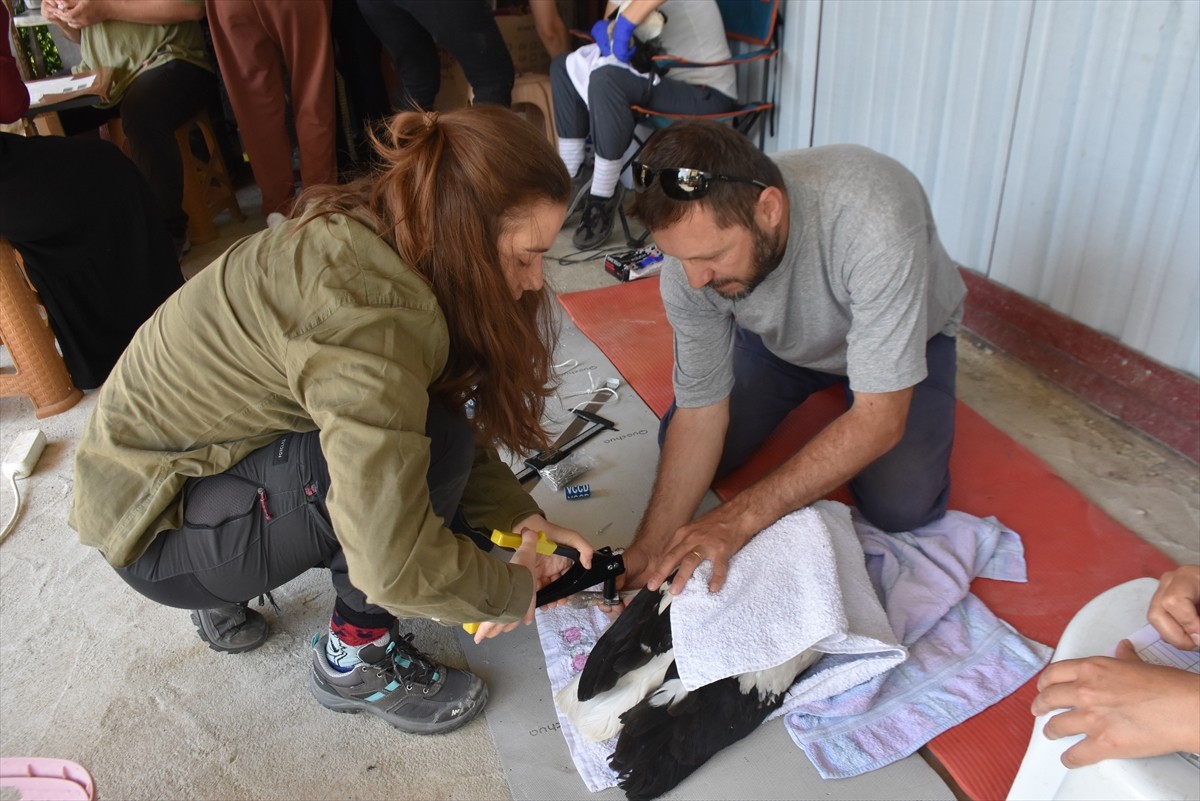 Sinop’un Saraydüzü ilçesindeki Cuma Ovası'nda bu yıl yumurtadan çıkan 82 leylek yavrusu sağlık...