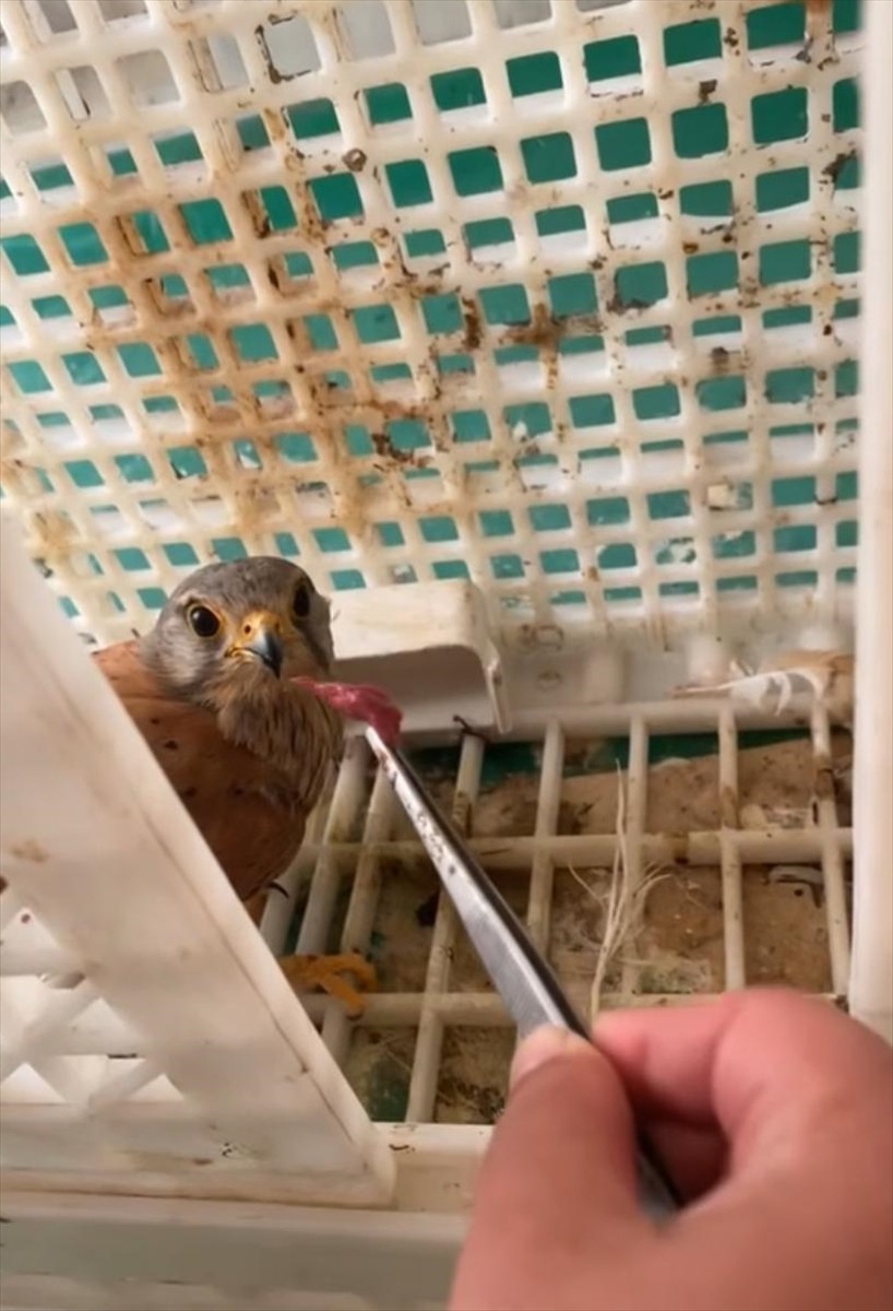 Şırnak'ta yaralı ve bitkin halde bulunan kerkenez ile ev kırlangıcı, tedavilerinin ardından doğaya...