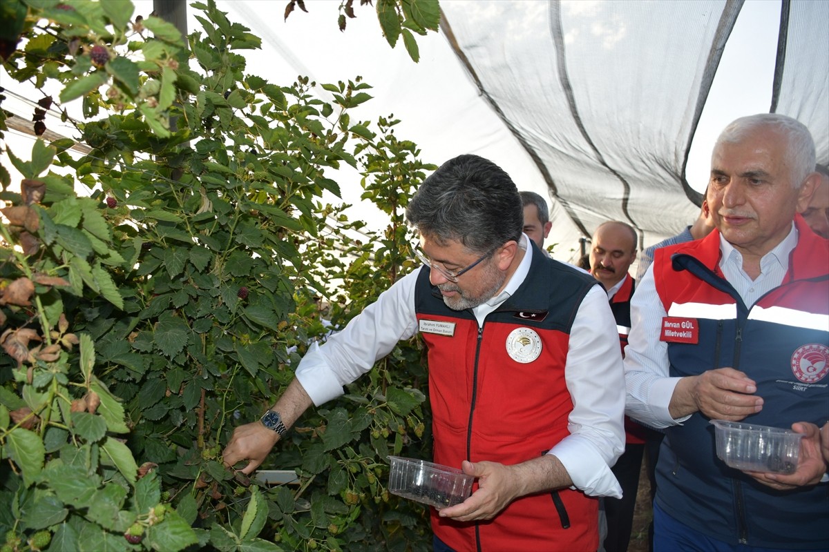 Tarım ve Orman Bakanı İbrahim Yumaklı, Siirt'in Kurtalan ilçesinin Gökdoğan köyünde böğürtlen...