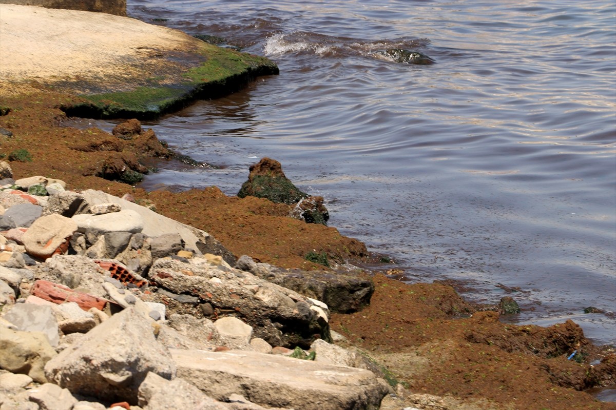 Tekirdağ'da 3 gündür etkili olan poyraz nedeniyle sahilin bazı bölümleri kırmızı yosunla...